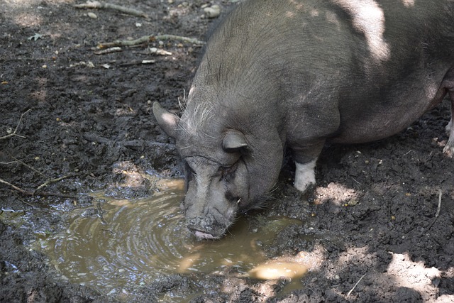 和制胜一击 和制胜一击
